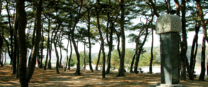 만송정숲 사진